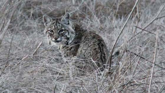 Bobcat
Tennesse Valley, California Bobcat
Tennesse Valley, California
